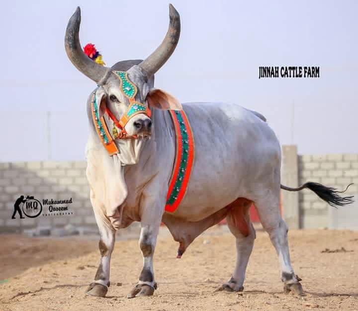 Kankrej Bull Breed